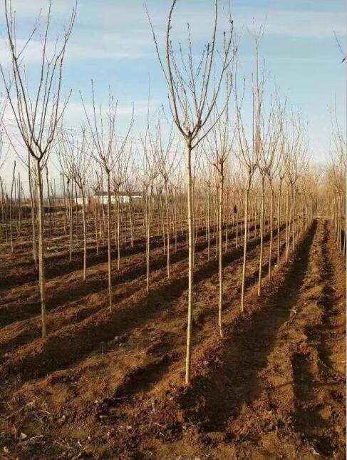 滨州12公分樱花树苗种植基地产品介绍 泰安市泰山区泰景苗木基地的苗木种植优势