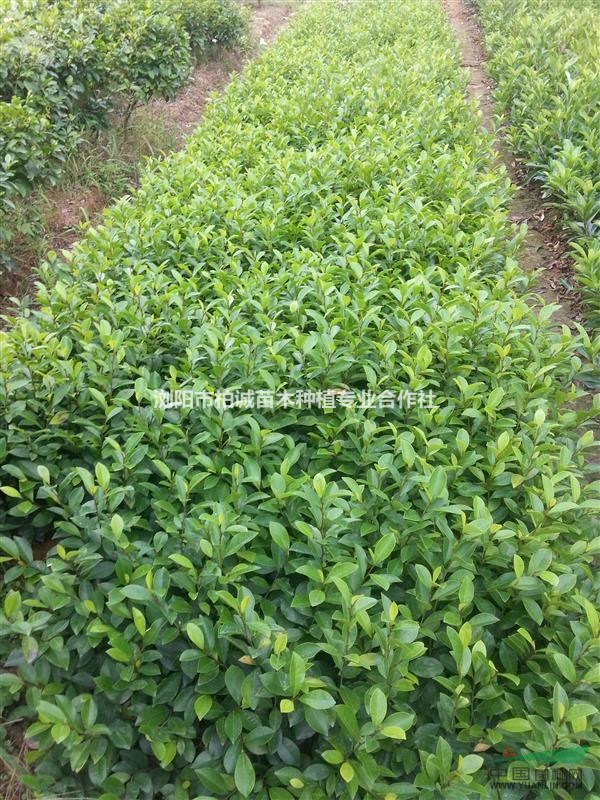 扎根沃土绽绿意 浏阳市柏诚苗木种植专业合作社的产业振兴之路