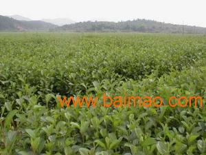 青木树苗种植全攻略 凤成苗木基地的优质选择与价格指南