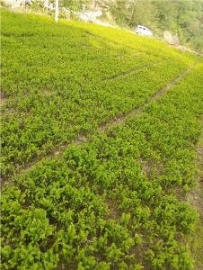优质柳杉种植场 凤成苗木基地sell 红豆杉树苗多,优质柳杉种植场 凤成苗木基地sell 红豆杉树苗多生产厂家,优质柳杉种植场 凤成苗木基地sell 红豆杉树苗多价格