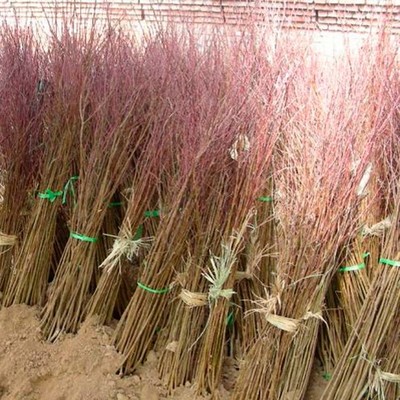武陟县伊鑫苗木种植专业合作社 绿色引擎驱动乡村振兴