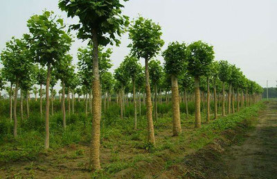 采购者必知 影响苗木价格的核心因素与种植生产背景