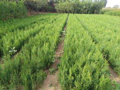 唐山苗木产业 遵化苗圃与苗木种植的绿色发展之路