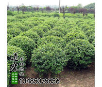 园林苗木种植指南 从选苗到养护的全流程解析