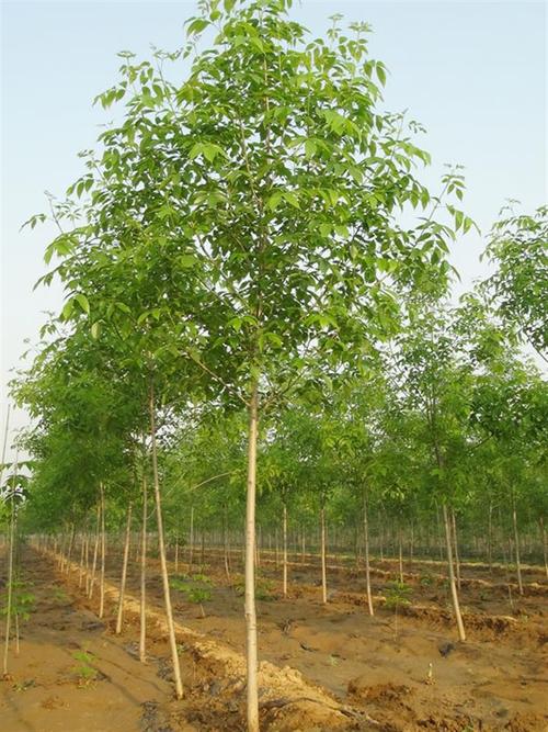 玉兰价格与山东济宁任城区大成苗木种植基地直销优势——红白玉兰易成活苗木种植指南
