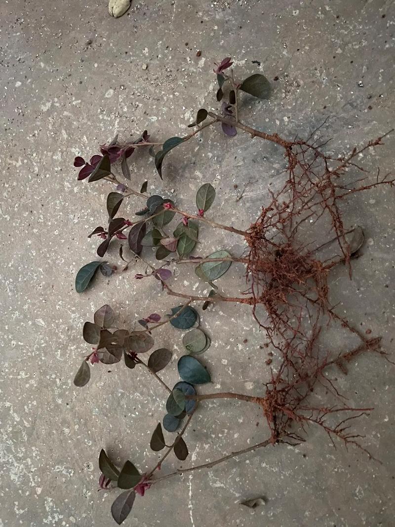 红花继木小苗#优质种苗 红继木#苗木种植基地