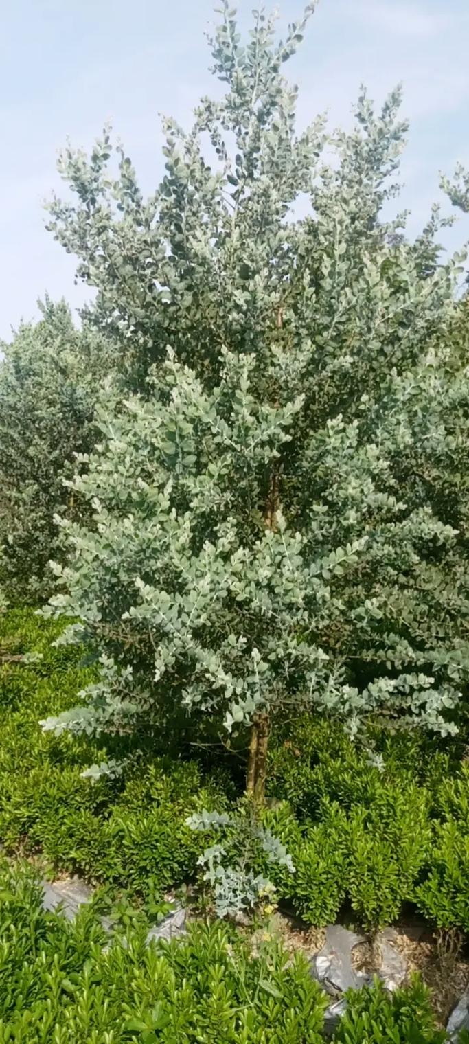 2.5米高银叶金合欢#苗木种植基地直供#苗木起货日常